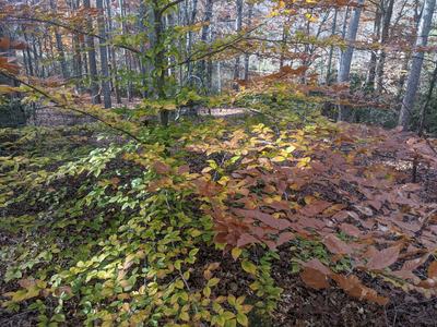 Low branches with green, yellow, and brown autumn leaves in a deciduous forest