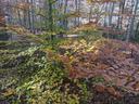 Low branches with green, yellow, and brown autumn leaves in a deciduous forest
