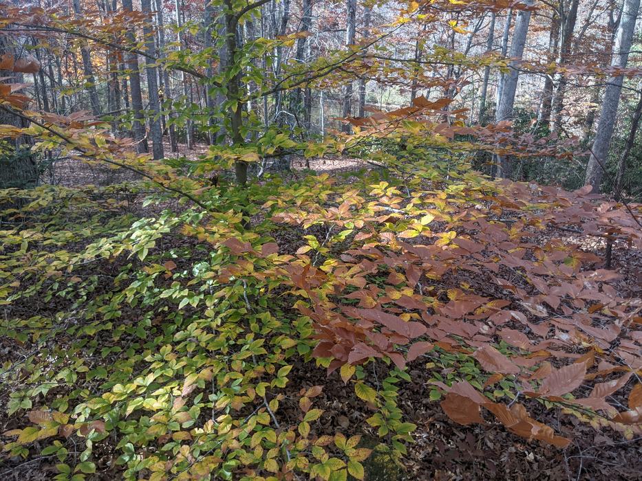Low branches with green, yellow, and brown autumn leaves in a deciduous forest