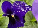 Pansy with water drops