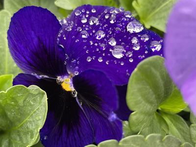 Pansy with water drops