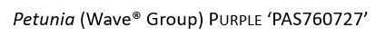 Petunia (Wave® Group) PURPLE ‘PAS760727’