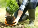 Person kneeling to plant a shrub