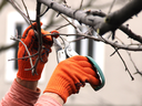 Pruning branches on a tree.