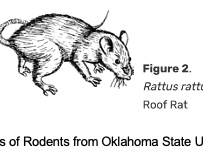Rodents
