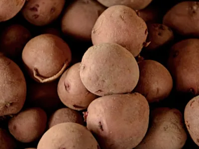 Photo of Irish Potatoes