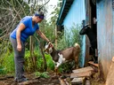 Woman petting brown-and-white goat outside blue shed; black goat standing in doorway