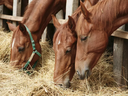Three chestnut horses eating hay from a manger in a stable.