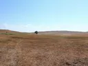 Dry grassy plain with a single tree near center, rolling hills and clear blue sky.