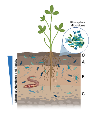 Image is an illustration of a soil profile and O, A, B, and C horizons. There is a plant with roots and also an earthworm. Microbial cells are also shown at greater abundance in the upper horizons and the rhizosphere, or the soil zone surrounding the plant root.