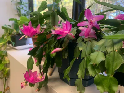 Pink Christmas cactus with blooms and buds in a pot on a windowsill