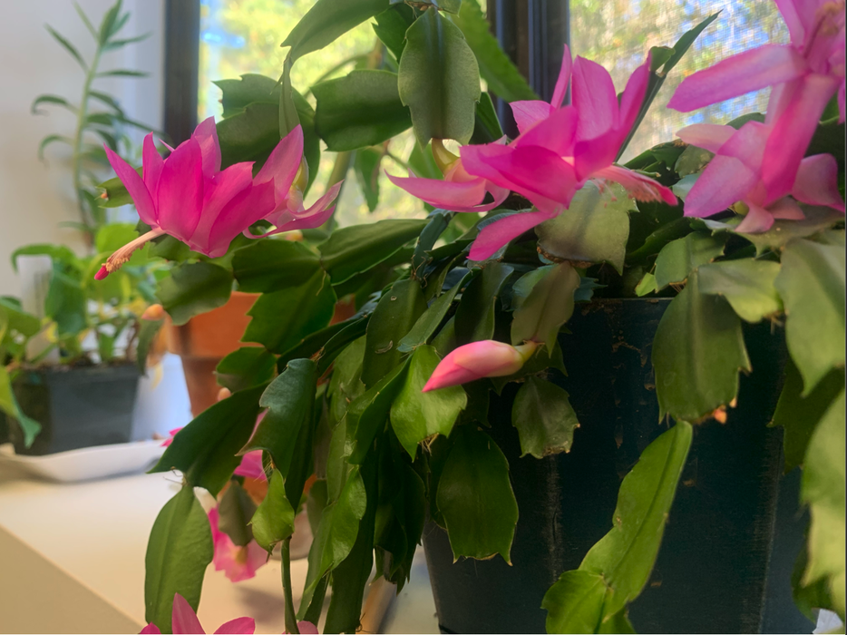 Thanksgiving Cacti. Photo Credit: Gene Fox
