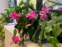 Pink Christmas cactus with blooms and buds in a pot on a windowsill