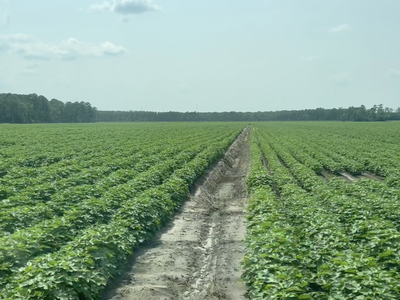 Rows of green crop plants with a central dirt track leading to a tree-lined horizon