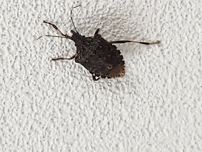 brown marmorated stink bug on wall