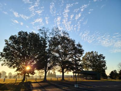 Tree Silhouette by Amanda Wilkins