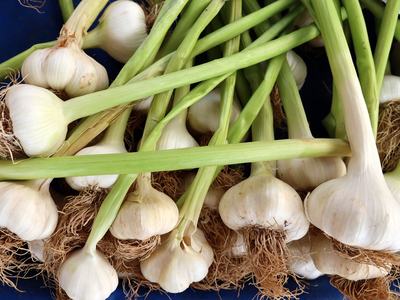 Garlic bulbs with green stems in a pile