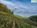 Christmas tree farm