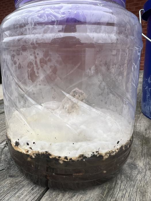 Container filled with dirt and white mold