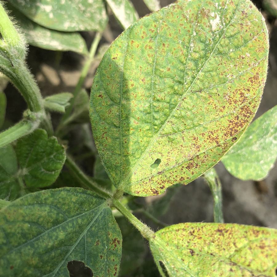 Brown spots on green leaves.