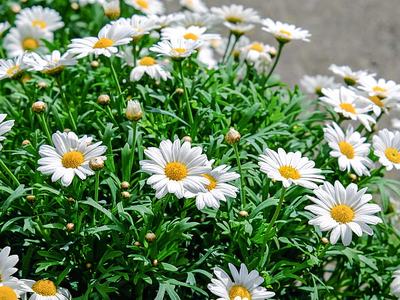 Cluster of white daisies with yellow centers and green foliage