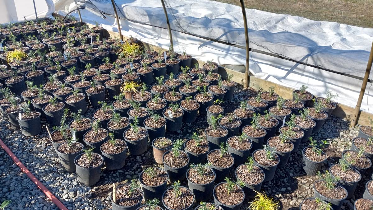 Plants in a greenhouse.