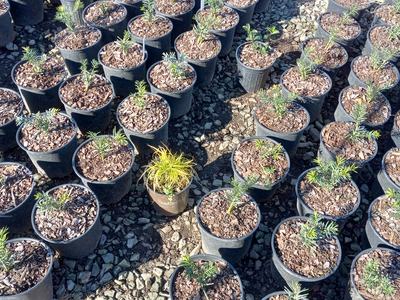 Rows of small potted seedlings in black plastic pots; one yellowed plant labeled "Southern".