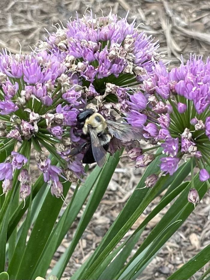 mills river pollinator garden