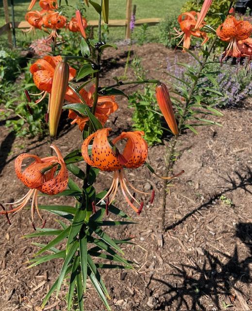 tiger lily