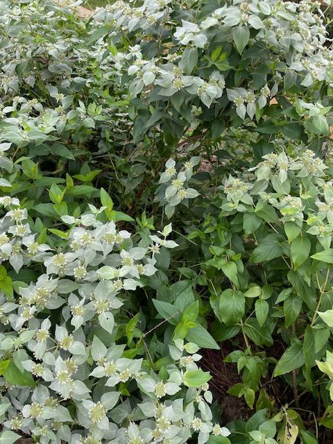 mountain mint