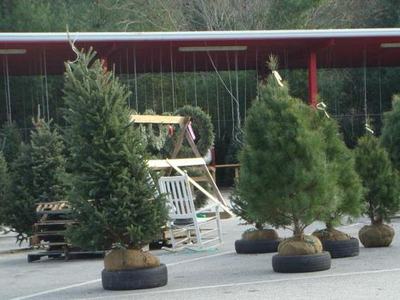 balled and burlapped Christmas trees