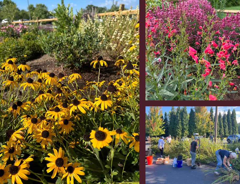 mills river pollinator garden flowers