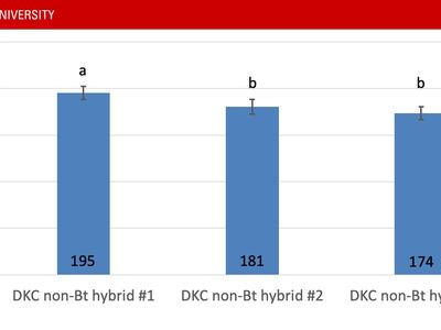 Graph showing difference in yield among three non-Bt hybrids across 5 years at the Tidewater Research Station