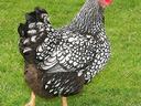 Silver Laced Wyandotte Chicken