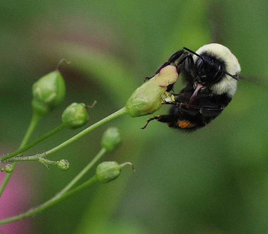 Bumble bee foraging on late figwort.