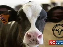 2024 Dairy Steer Program