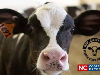 2024 Dairy Steer Program