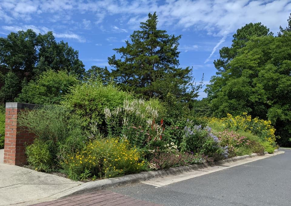 "After" photo of the same bed several years later with climbing vines on the trellis and dozens of species of native perennials. 