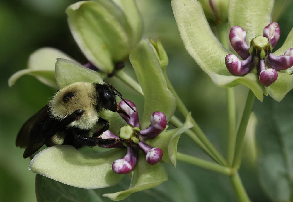 Bumble bee on green milkweed.