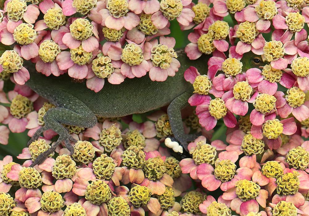 I spy with my little eye...Carolina anole on yarrow. 