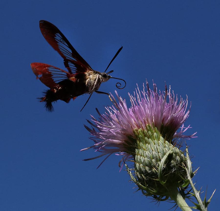 Hummingbird moth nectaring on native thistle.