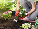 Person kneeling planting white daisy-like flowers with trowel and red gloves