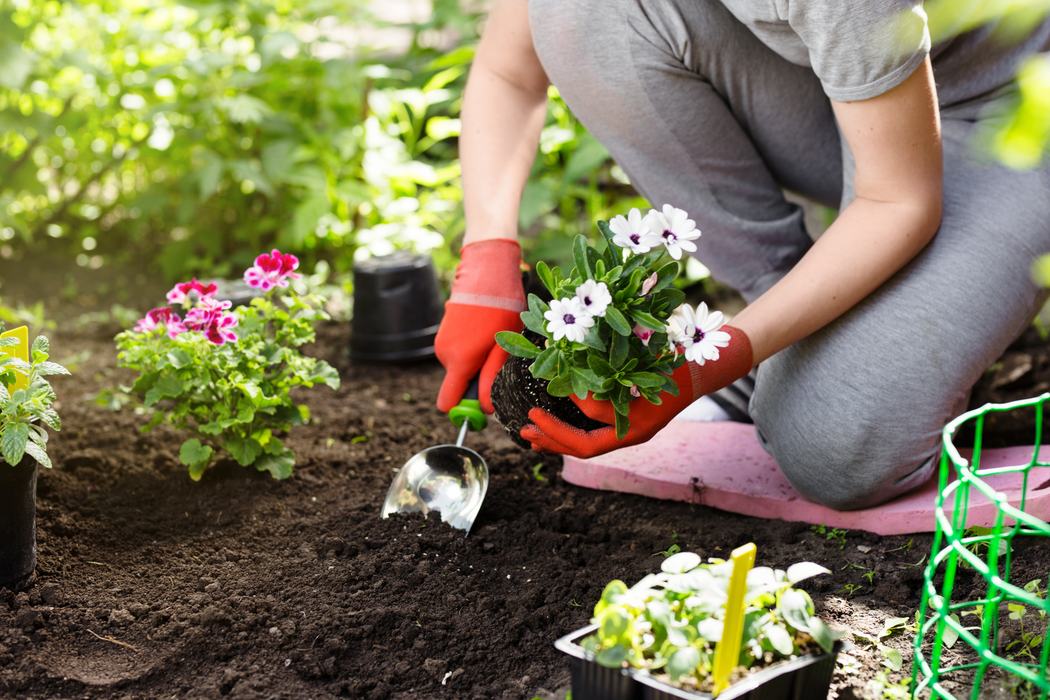 Person kneeling planting white daisy-like flowers with trowel and red gloves
