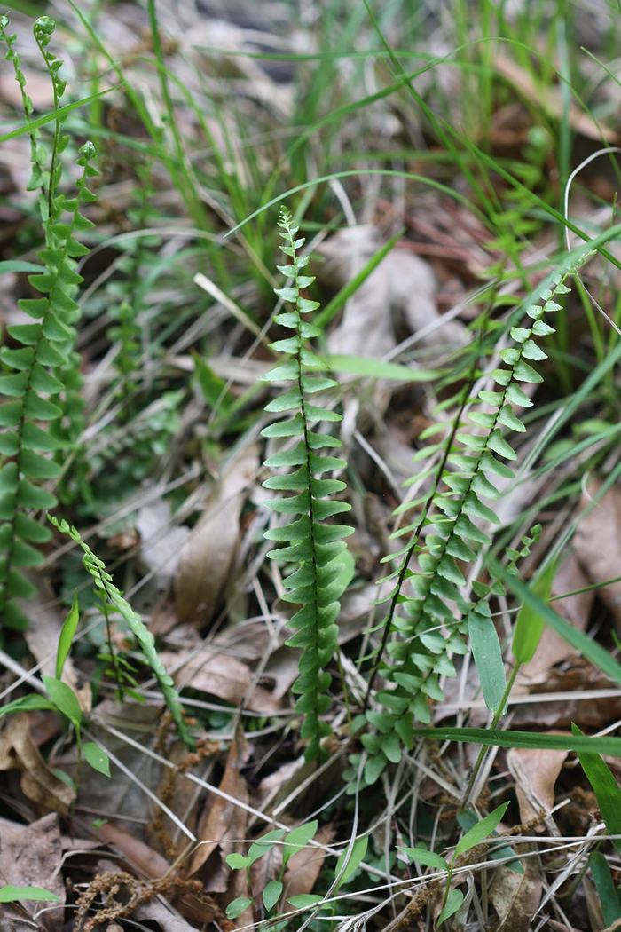 Slender fern fronds with alternating rounded leaflets among dead leaves and grass
