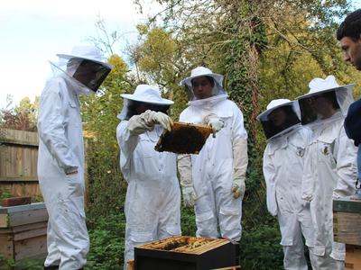 Beekeepers in protective suits inspecting a honeycomb frame over an open hive