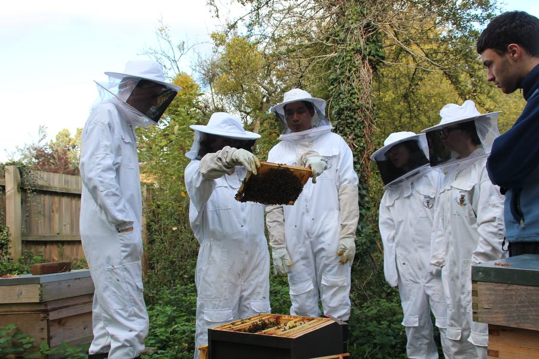 Beekeepers inspect a hive.