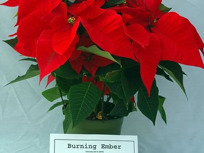 Poinsettia 'Burning Ember', trialed with NCSU 2016-2017