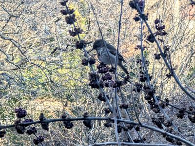 Bird feeding on Calicarpa in the winter