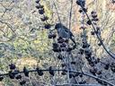 Bird feeding on Calicarpa in the winter