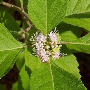 CAllicarpa Americana in boom